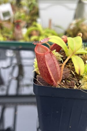 Close Up of Nepenthes undulatifolia x diabolica | Andreas Wistuba | AW-ISC | H26692