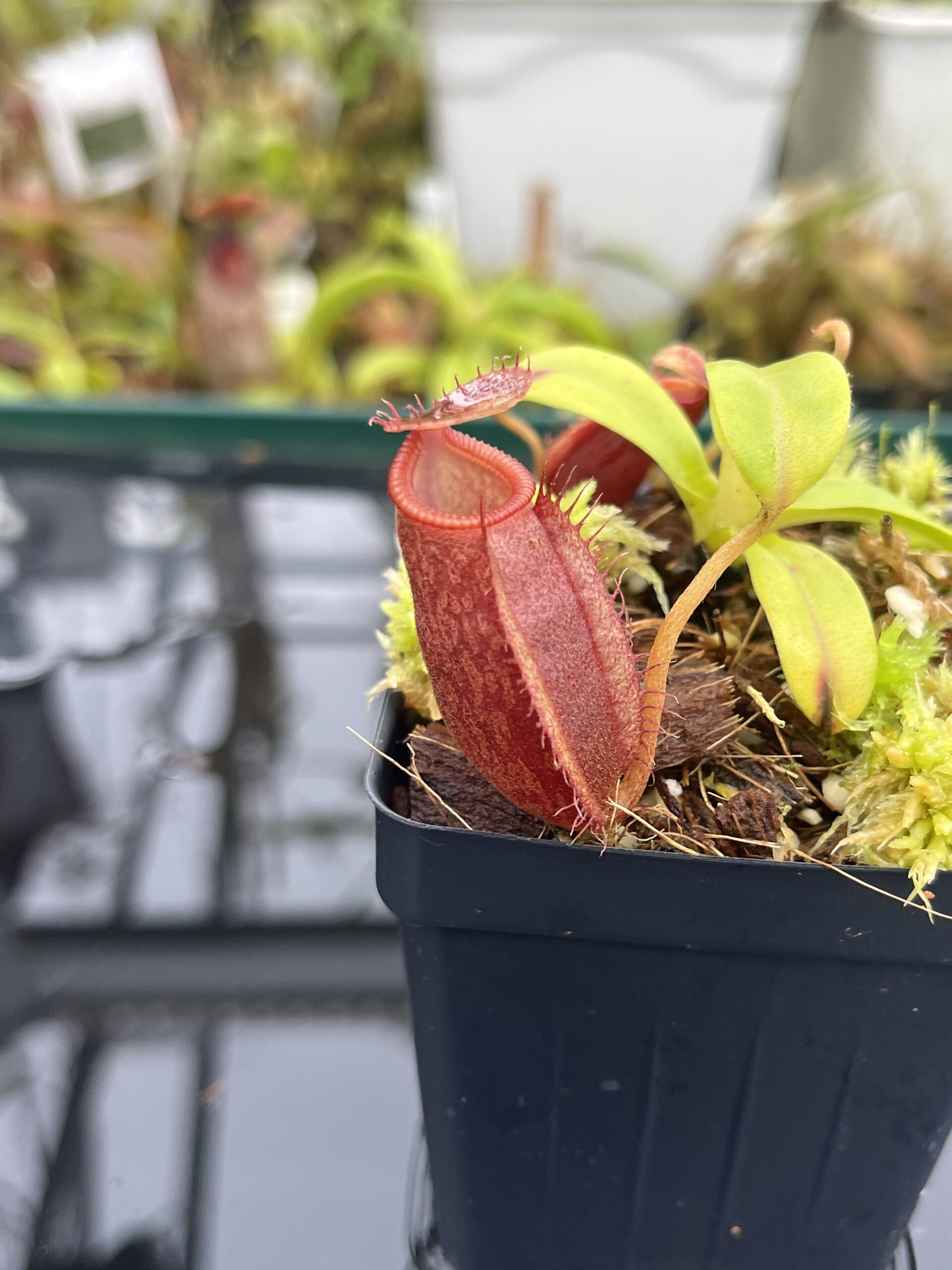Close Up of Nepenthes undulatifolia x diabolica | Andreas Wistuba | AW-ISC | H26692