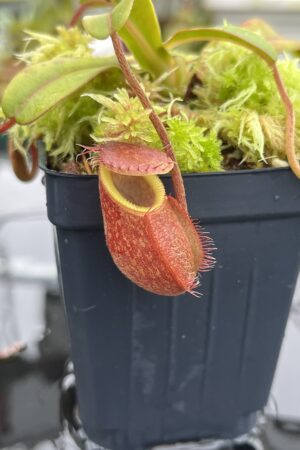 Close Up of Nepenthes undulatifolia x edwardsiana | Andreas Wistuba | AW-ISC | H26523