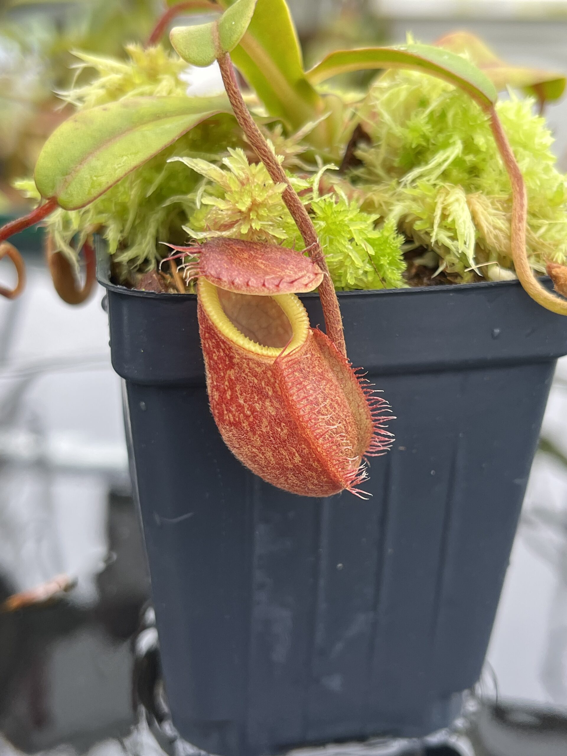 Close Up of Nepenthes undulatifolia x edwardsiana | Andreas Wistuba | AW-ISC | H26523