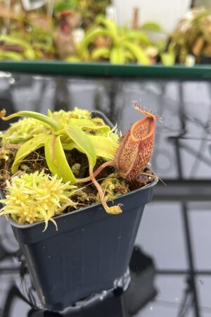 Close Up of Nepenthes undulatifolia x hamata | Andreas Wistuba | AW-01 | H26761