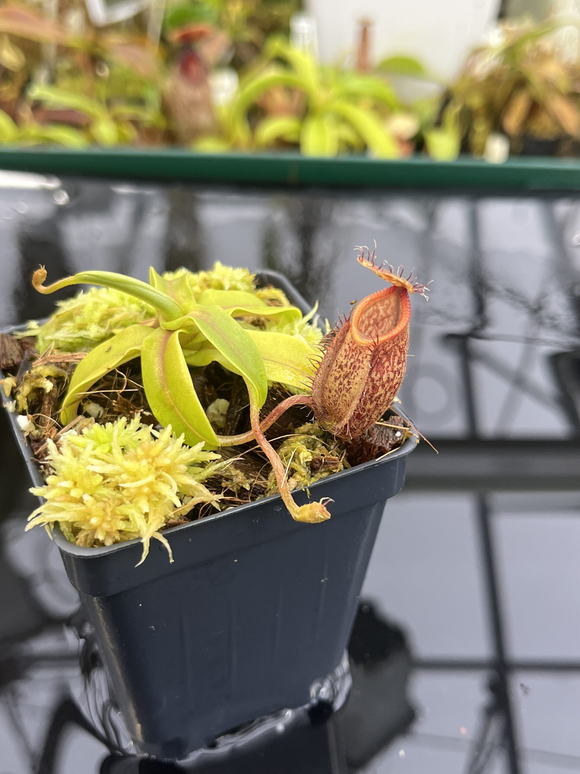 Close Up of Nepenthes undulatifolia x hamata | Andreas Wistuba | AW-01 | H26761