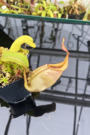 Close Up of Nepenthes veitchii | Borneo Exotics | BE-3734 | L26743