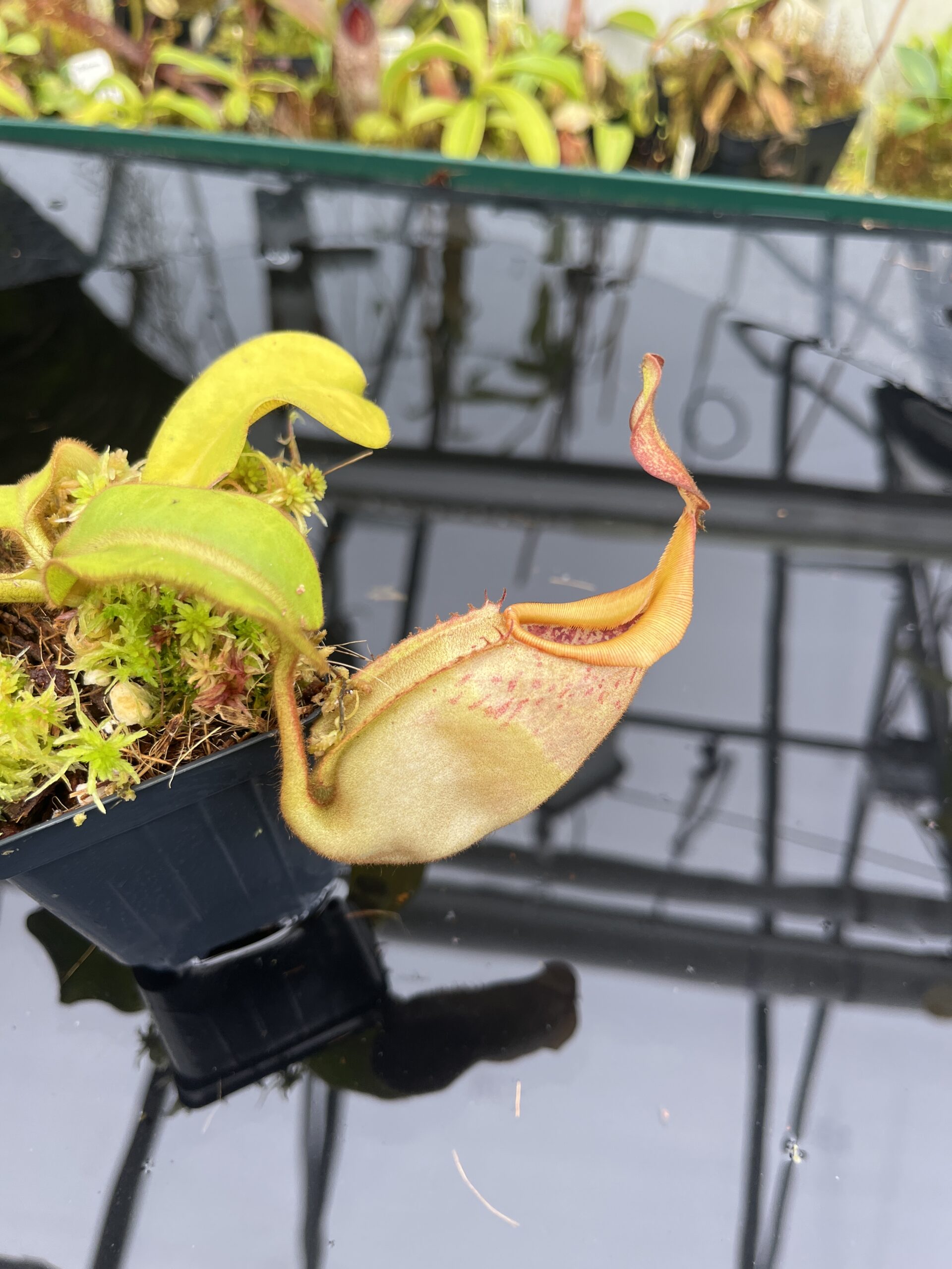 Close Up of Nepenthes veitchii | Borneo Exotics | BE-3734 | L26743