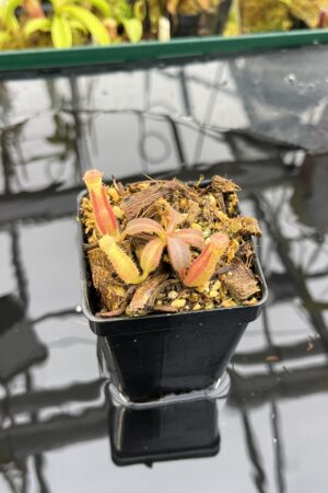 Close Up of Nepenthes veitchii Murud, Striped x 'Candy' | Florae | Florae Collaborative | FC-23.03 | IN26495