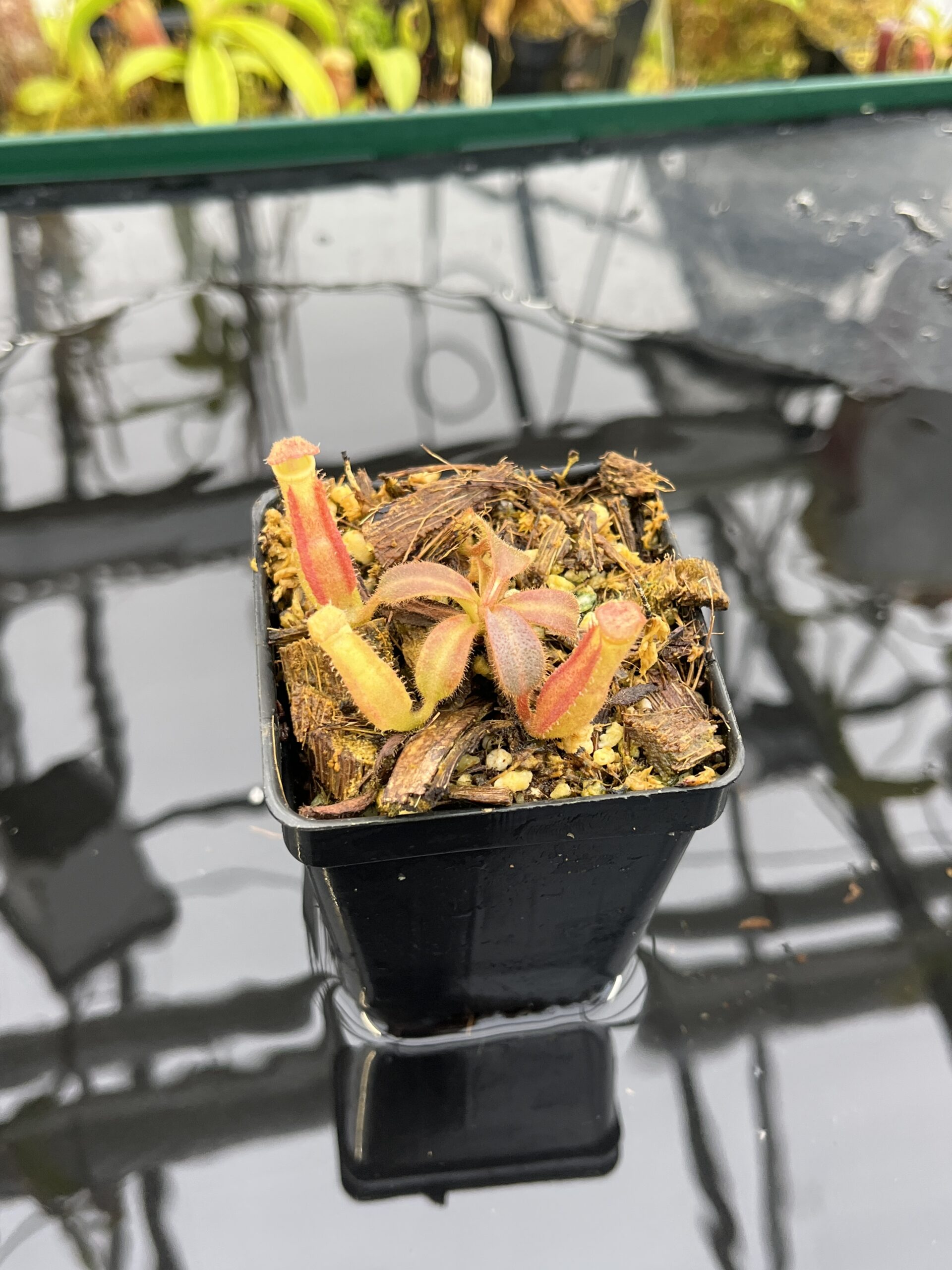 Close Up of Nepenthes veitchii Murud, Striped x 'Candy' | Florae | Florae Collaborative | FC-23.03 | IN26495