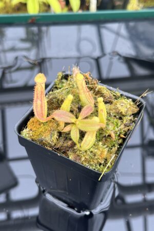 Close Up of Nepenthes veitchii (Murud striped x 'Candy') x veitchii BE-3734 | XB | Florae | Xander Brown | XB-510 | IN26729