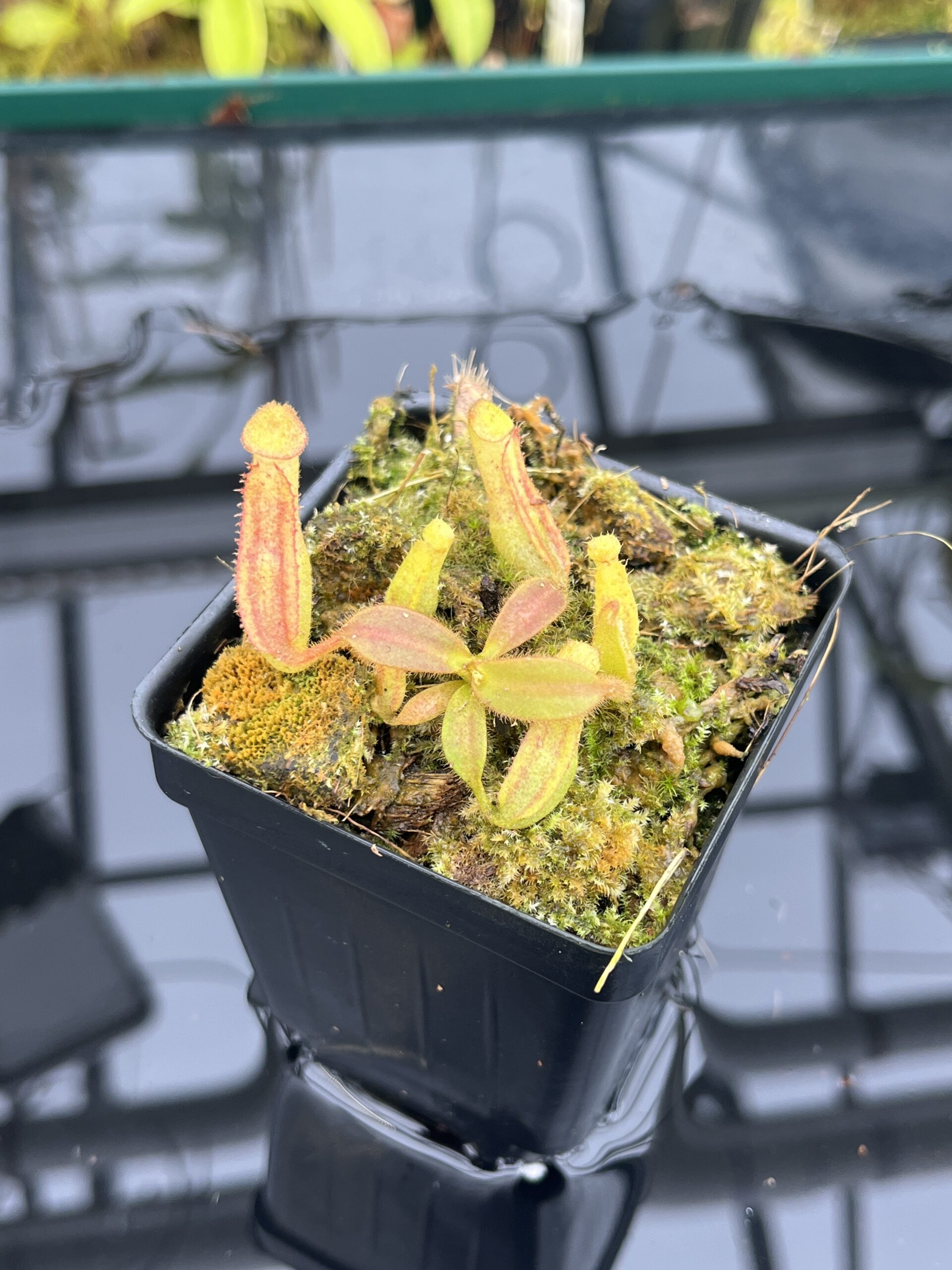 Close Up of Nepenthes veitchii (Murud striped x 'Candy') x veitchii BE-3734 | XB | Florae | Xander Brown | XB-510 | IN26729