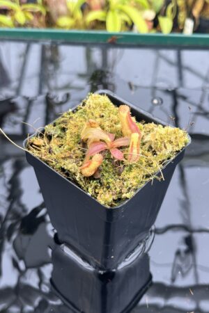 Close Up of Nepenthes veitchii (Murud striped x 'Candy') x veitchii BE-3734 | XB | Florae | Xander Brown | XB-510 | IN26733