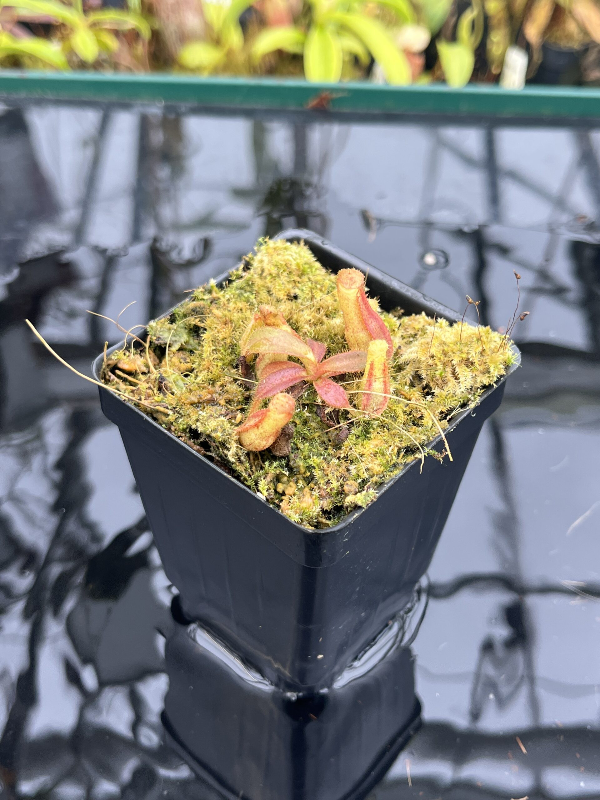 Close Up of Nepenthes veitchii (Murud striped x 'Candy') x veitchii BE-3734 | XB | Florae | Xander Brown | XB-510 | IN26733