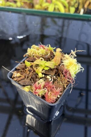 Close Up of Nepenthes veitchii (m) striped x macrophylla | Clone 6 | Jeremiah Harris | JH-362.06 | IN26345