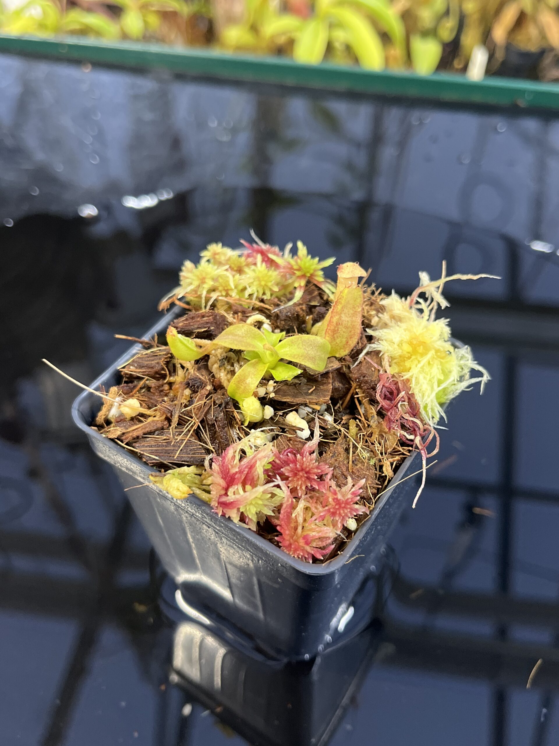 Close Up of Nepenthes veitchii (m) striped x macrophylla | Clone 6 | Jeremiah Harris | JH-362.06 | IN26345