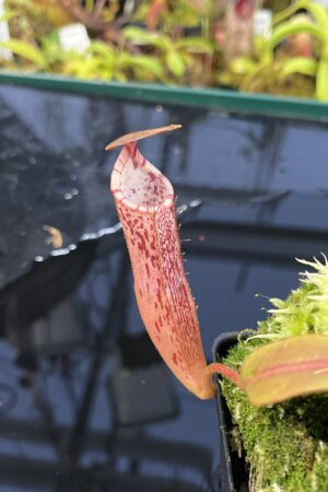 Close Up of Nepenthes (veitchii x burbidgeae) x stenophylla | Florae Collaborative | | IN26343