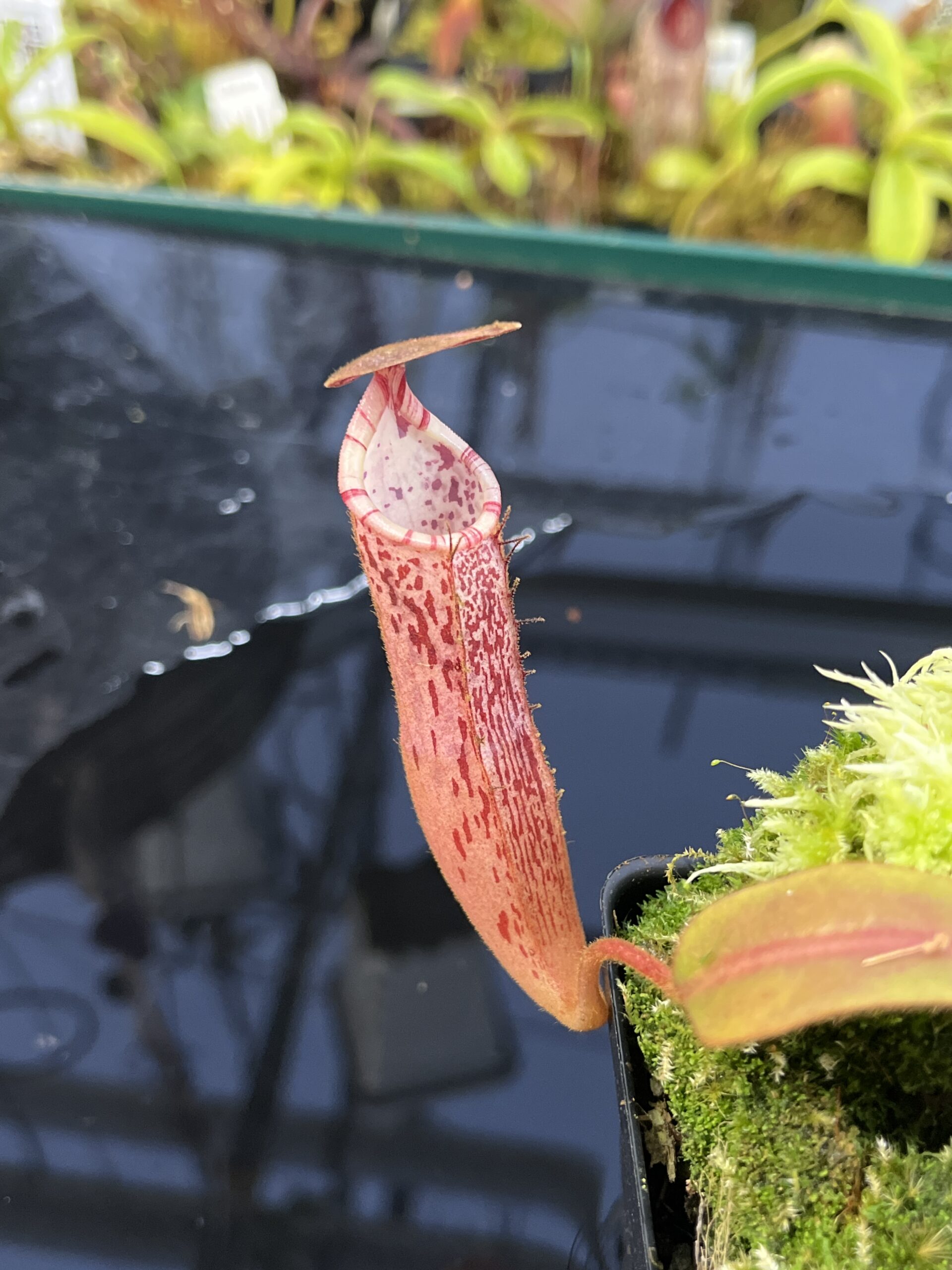 Close Up of Nepenthes (veitchii x burbidgeae) x stenophylla | Florae Collaborative | | IN26343