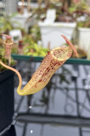 Close Up of Nepenthes (veitchii x burbidgeae) x stenophylla | Florae Collaborative | | IN26730