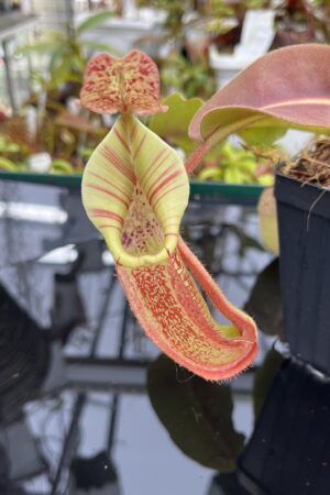 Close Up of Nepenthes veitchii x maxima | Borneo Exotics | BE-4061 | IN26710