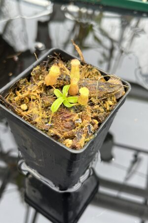 Close Up of Nepenthes ventricosa B1 x macrophylla | JH | Florae | Jeremiah Harris | JH-359.01 | IN26152