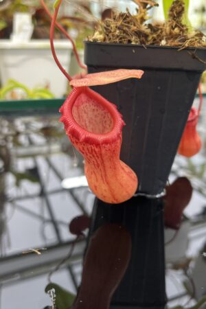 Close Up of Nepenthes ventricosa | Borneo Exotics | BE-3771 | IN26466
