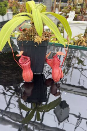 Close Up of Nepenthes ventricosa | Borneo Exotics | BE-3771 | IN26726