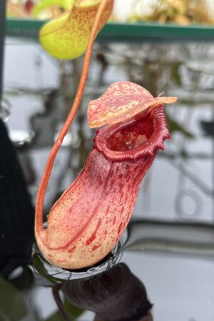 Close Up of Nepenthes ventricosa Madja-as | Borneo Exotics | BE-3278 | IN26707