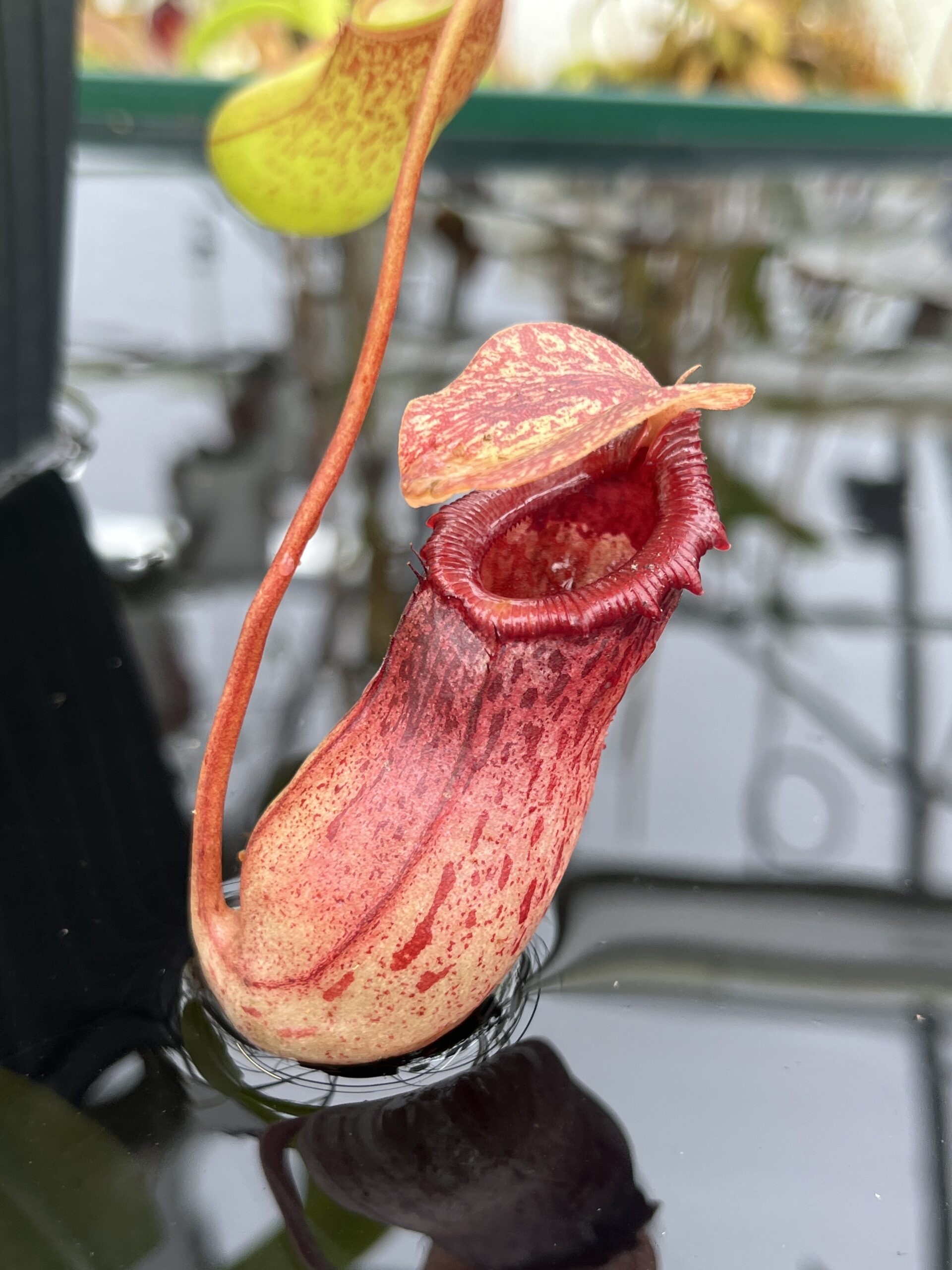 Close Up of Nepenthes ventricosa Madja-as | Borneo Exotics | BE-3278 | IN26707