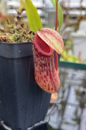 Close Up of Nepenthes ventricosa Madja-as | Borneo Exotics | BE-3278 | IN26714