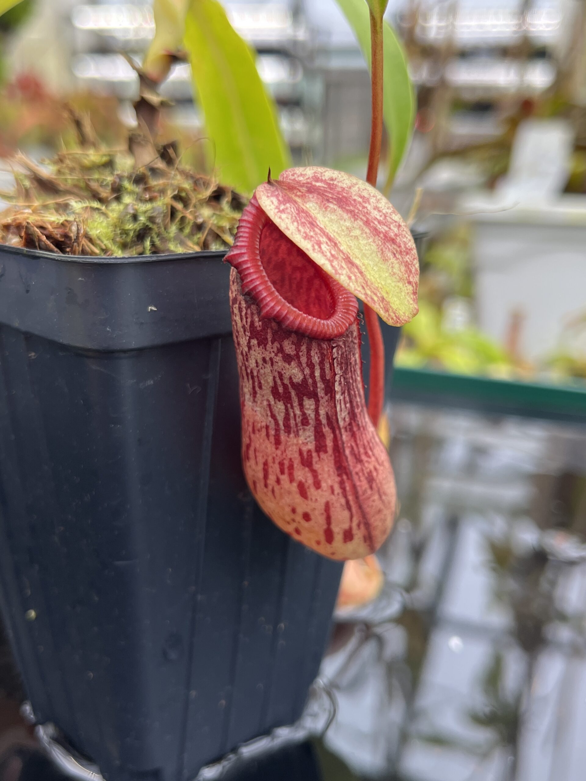 Close Up of Nepenthes ventricosa Madja-as | Borneo Exotics | BE-3278 | IN26714
