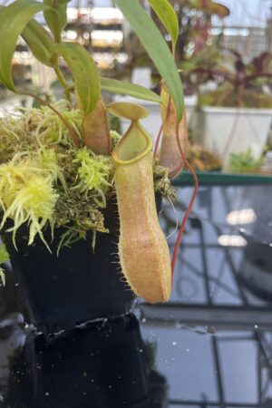 Close Up of Nepenthes ventricosa (f) x tentaculata | Exotica Plants | | IN26401