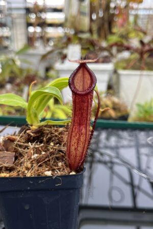 Close Up of Nepenthes ventricosa x hamata | Borneo Exotics | BE-3672 | IN26375