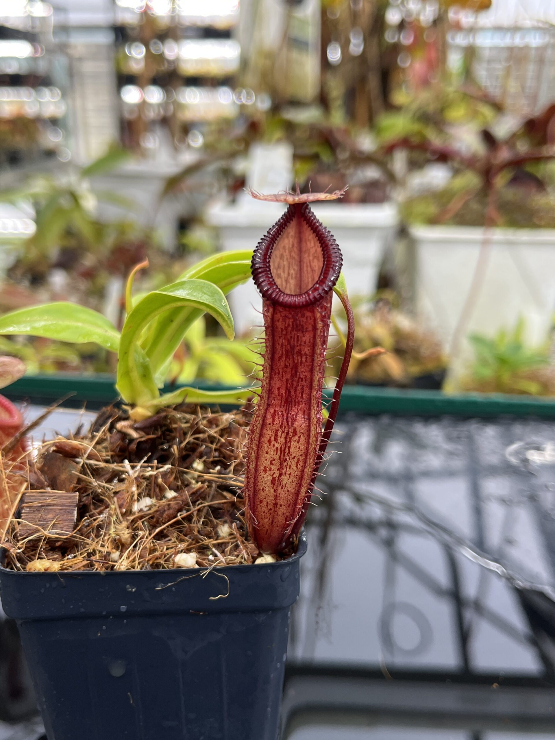 Close Up of Nepenthes ventricosa x hamata | Borneo Exotics | BE-3672 | IN26375