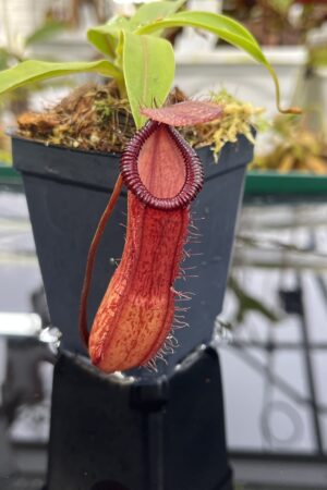 Close Up of Nepenthes ventricosa x hamata | Borneo Exotics | BE-3672 | IN26470