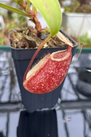 Close Up of Nepenthes ventricosa x rafflesiana | Borneo Exotics | BE-3733 | IN26725