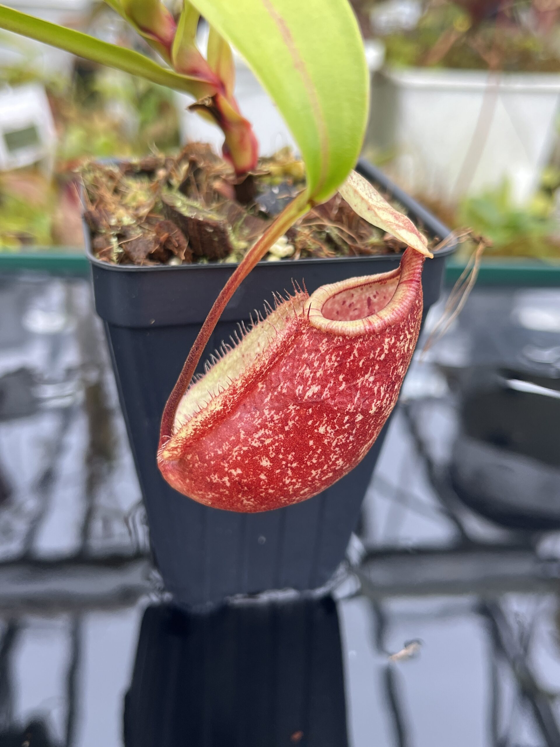 Close Up of Nepenthes ventricosa x rafflesiana | Borneo Exotics | BE-3733 | IN26725
