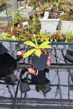 Close Up of Nepenthes ventricosa x sibuyanensis | Borneo Exotics | BE-3757 | IN26739