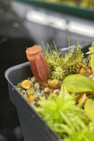 Close Up of Nepenthes villosa (Mt. Kinabalu Borneo) | Andreas Wistuba | AW-08 | H26774