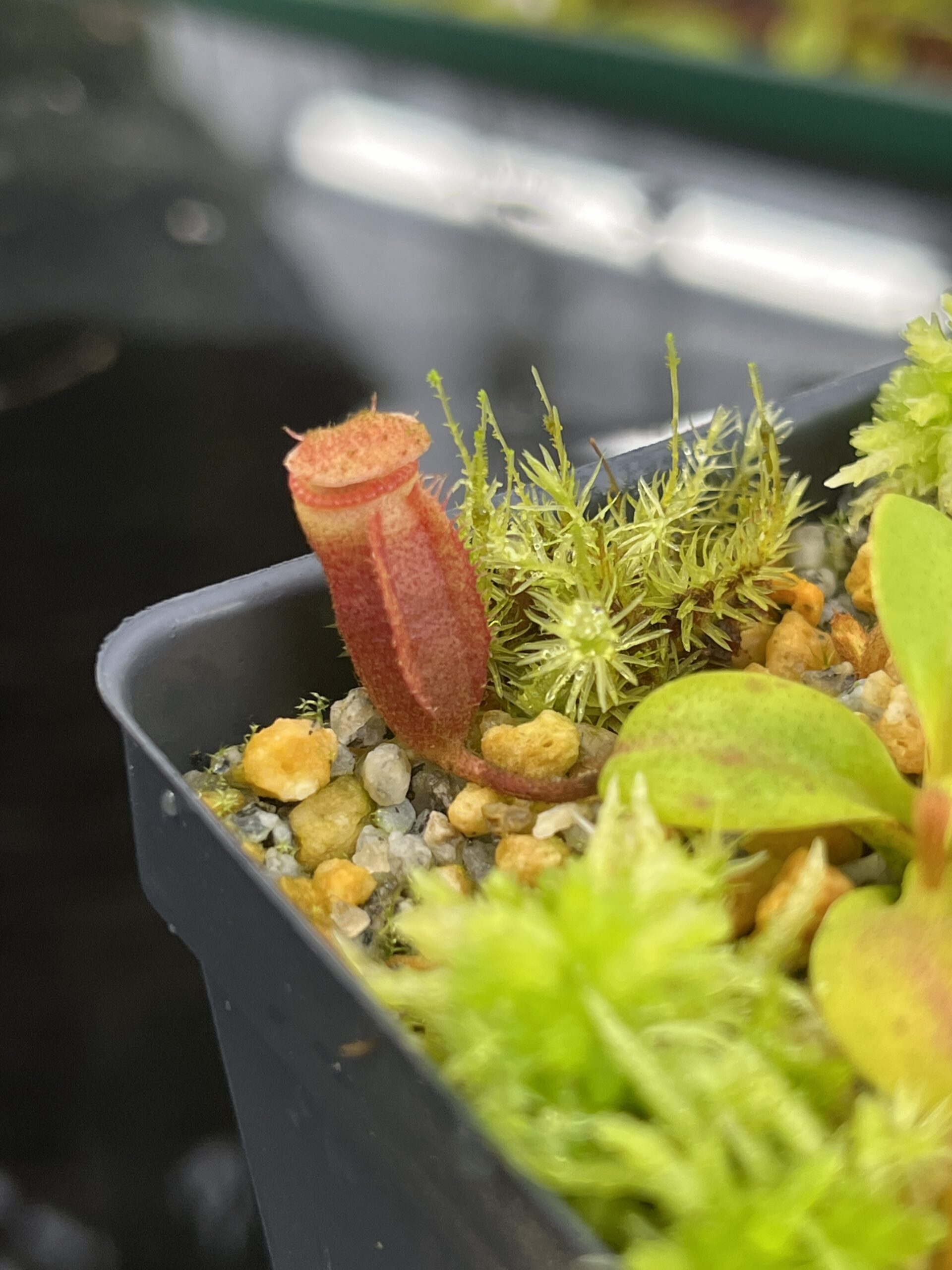Close Up of Nepenthes villosa (Mt. Kinabalu Borneo) | Andreas Wistuba | AW-08 | H26774
