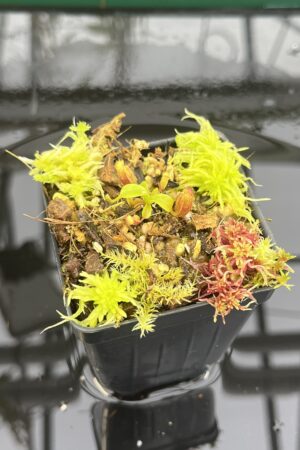 Close Up of Nepenthes villosa x lowii | Jeremiah Harris | JH-326.04 | H26762