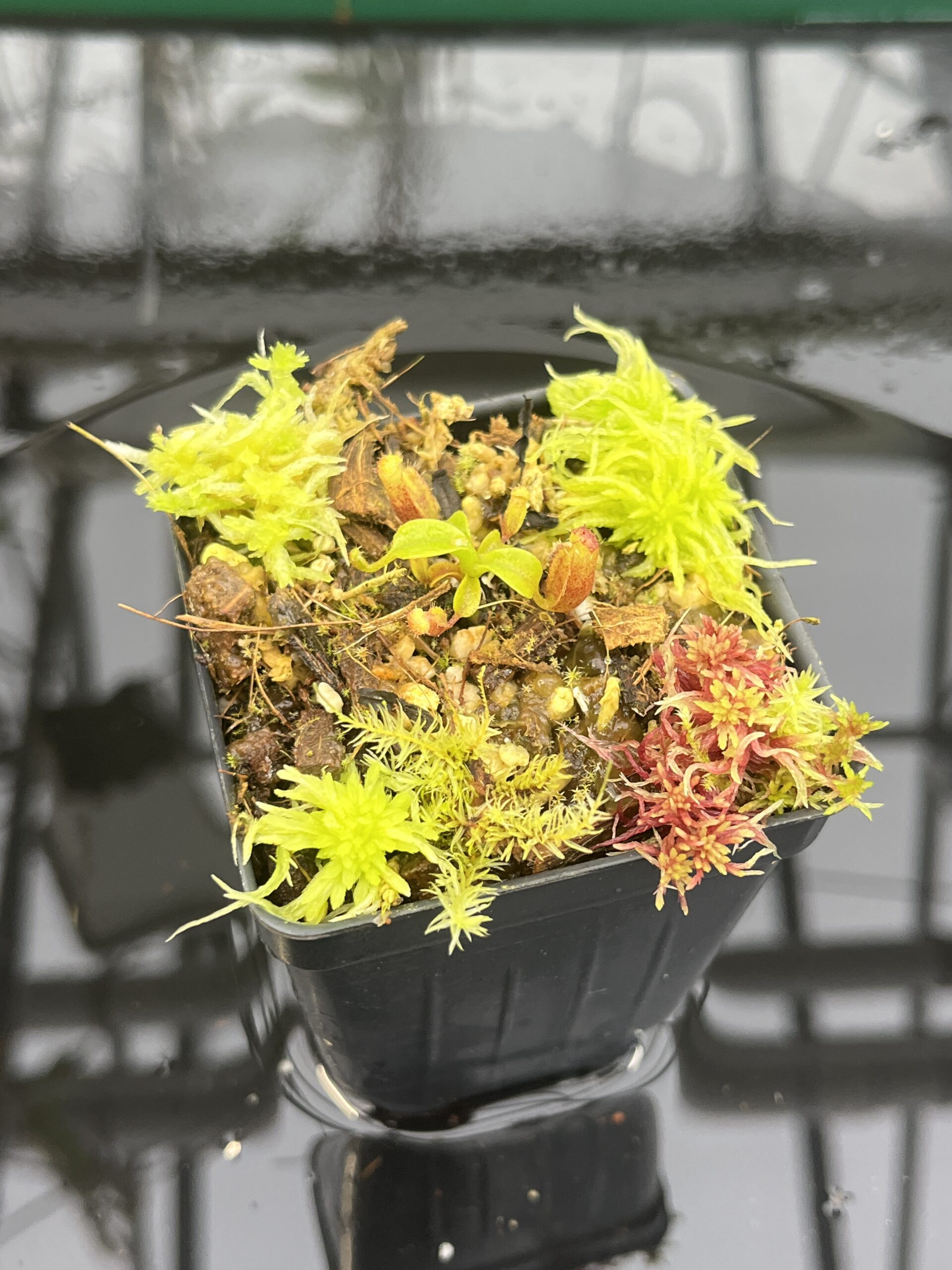 Close Up of Nepenthes villosa x lowii | Jeremiah Harris | JH-326.04 | H26762