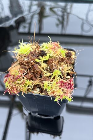 Close Up of Nepenthes (villosa x rajah) x (spathulata x edwardsiana) | Michael Kevin Smith | MKS-686 | H26251