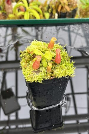 Close Up of Nepenthes villosa x ventricosa | JH | Florae | Jeremiah Harris | JH-325.02 | H26383
