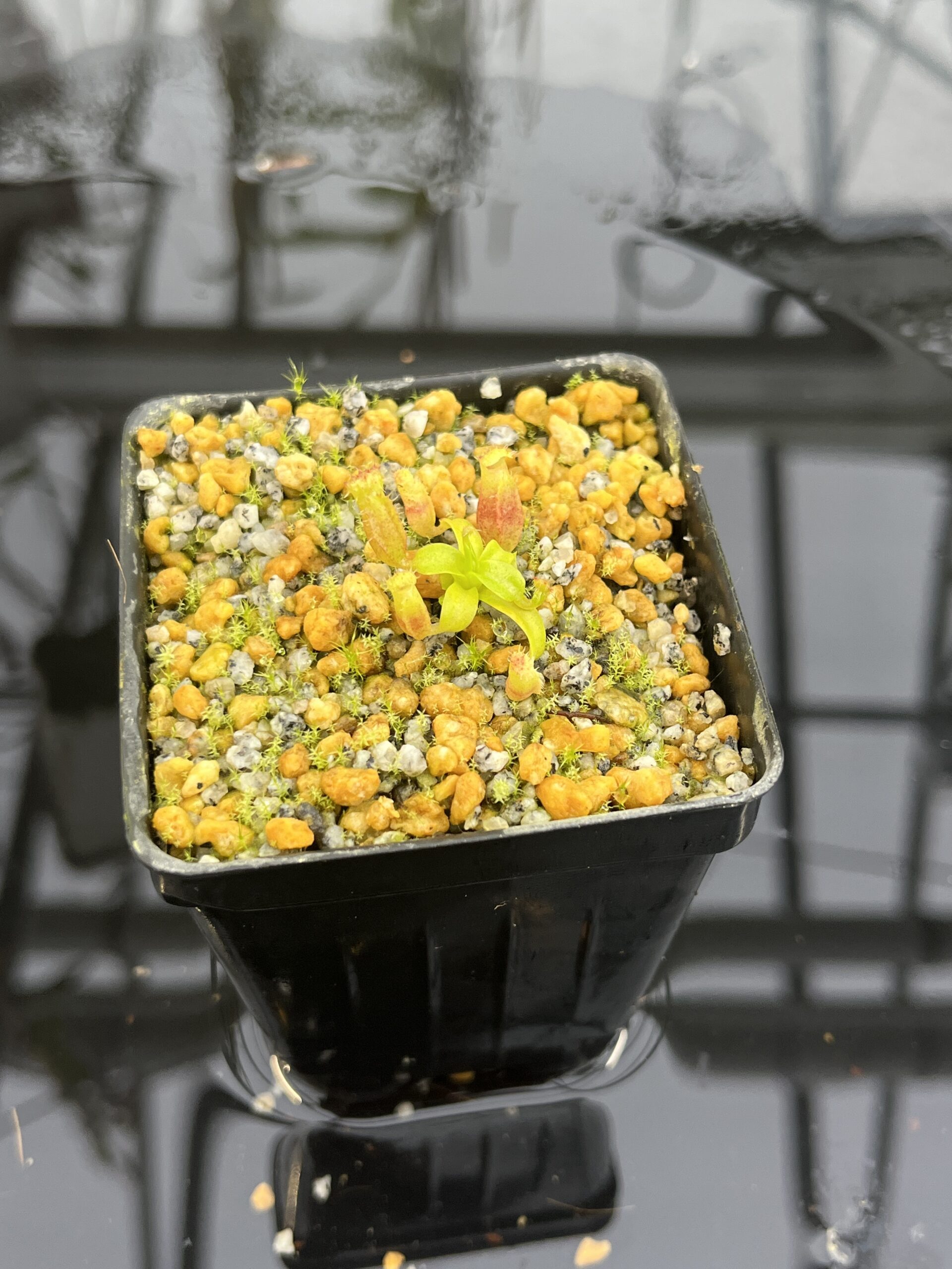 Close Up of Nepenthes villosa x (ventricosa x edwardsiana) | Jeremiah Harris | JH-320.02 | H26757