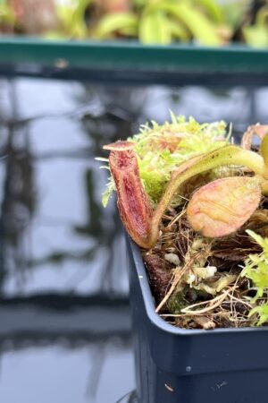 Close Up of Nepenthes x trusmadiensis x mollis | Andreas Wistuba | AW-RSC | H26695