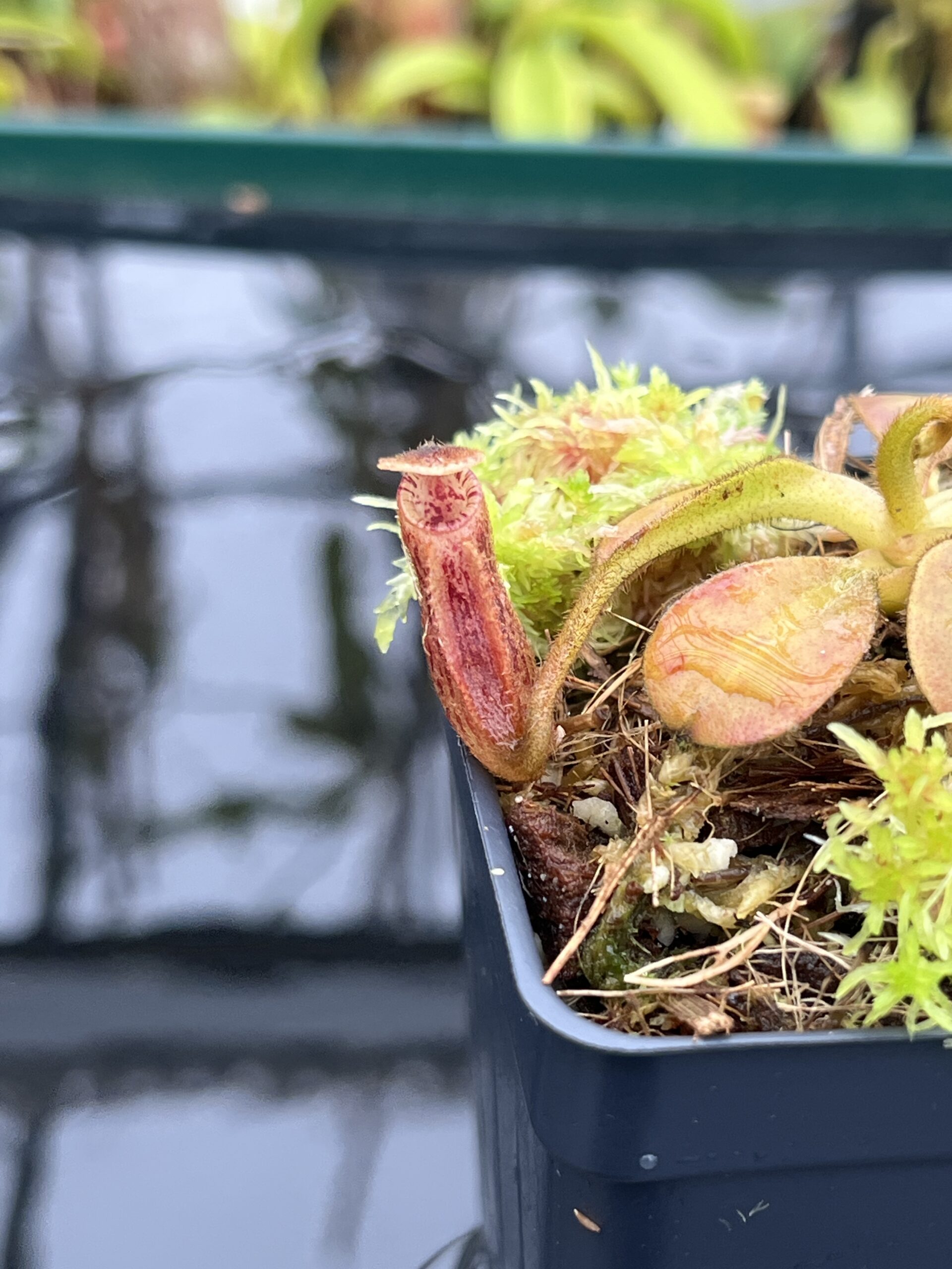 Close Up of Nepenthes x trusmadiensis x mollis | Andreas Wistuba | AW-RSC | H26695