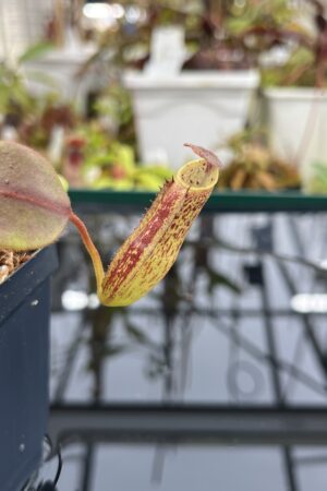 Close Up of Nepenthes zakriana | Borneo Exotics | BE-3465 | IN26327