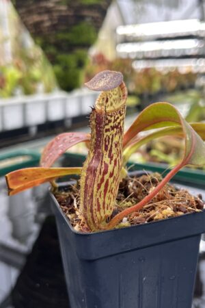 Close Up of Nepenthes zakriana | Borneo Exotics | BE-3465 | IN26474