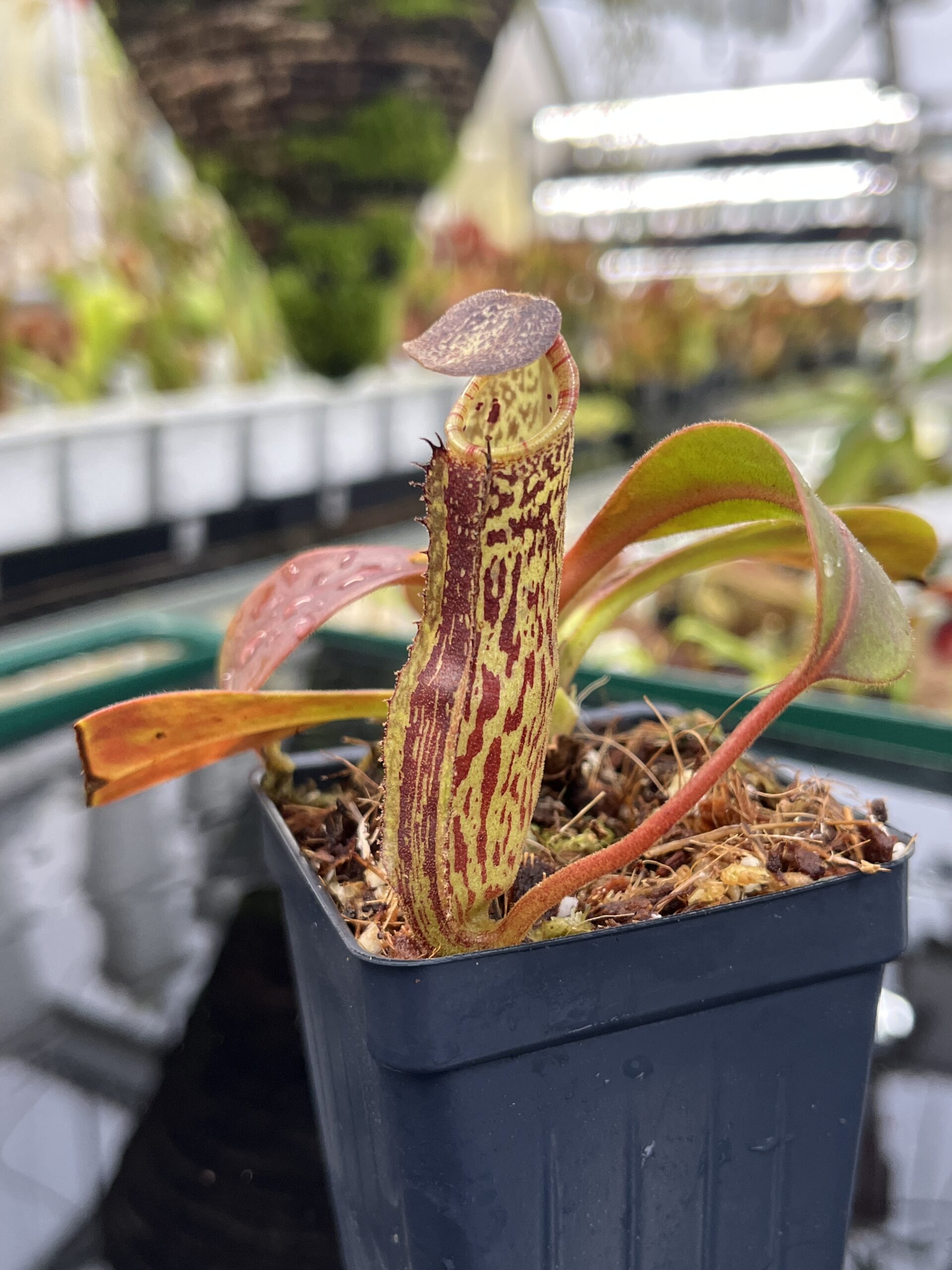 Close Up of Nepenthes zakriana | Borneo Exotics | BE-3465 | IN26474