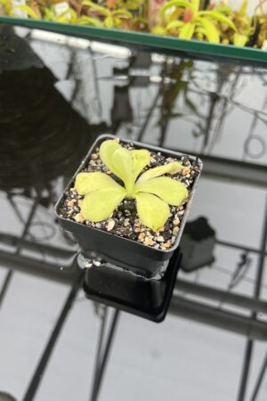 Close Up of Pinguicula agnata {El Lobo} | Best Carnivorous Plants | BCP-2210 | IN26318
