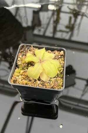 Close Up of Pinguicula emarginata x hemiepiphytica | Best Carnivorous Plants | BCP-1668 | IN26457