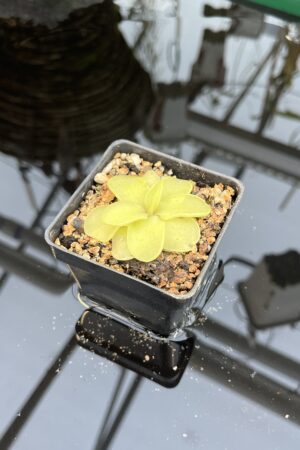 Close Up of Pinguicula pilosa x emarginata | Florae Collaborative | | IN26414