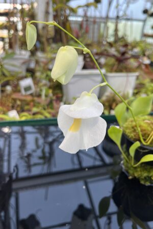 Close Up of Utricularia alpina (Henry Pittier, NP Venezuela) | Florae Collaborative | | H26426